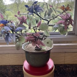 Jade Like Bonsai  Tree