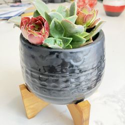 Succulents In Black Pot With Stand