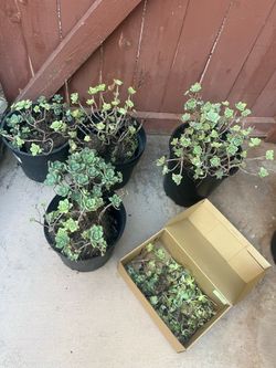 Free succulents