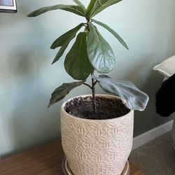 2 Fig Plants 