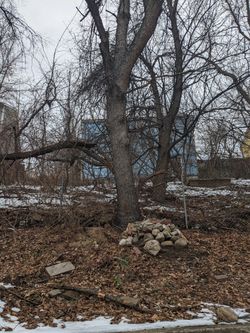 Free Trees
