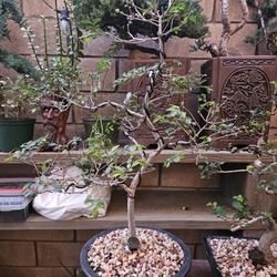 Bonsai and Pre-bonsai