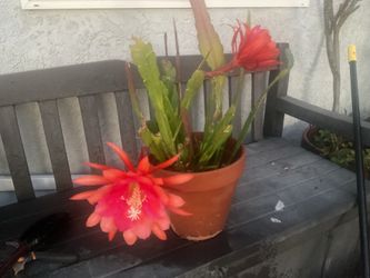 Orchid cactus