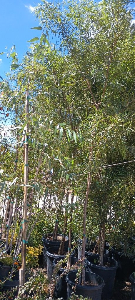 África Sumac Trees. Lawn & Garden