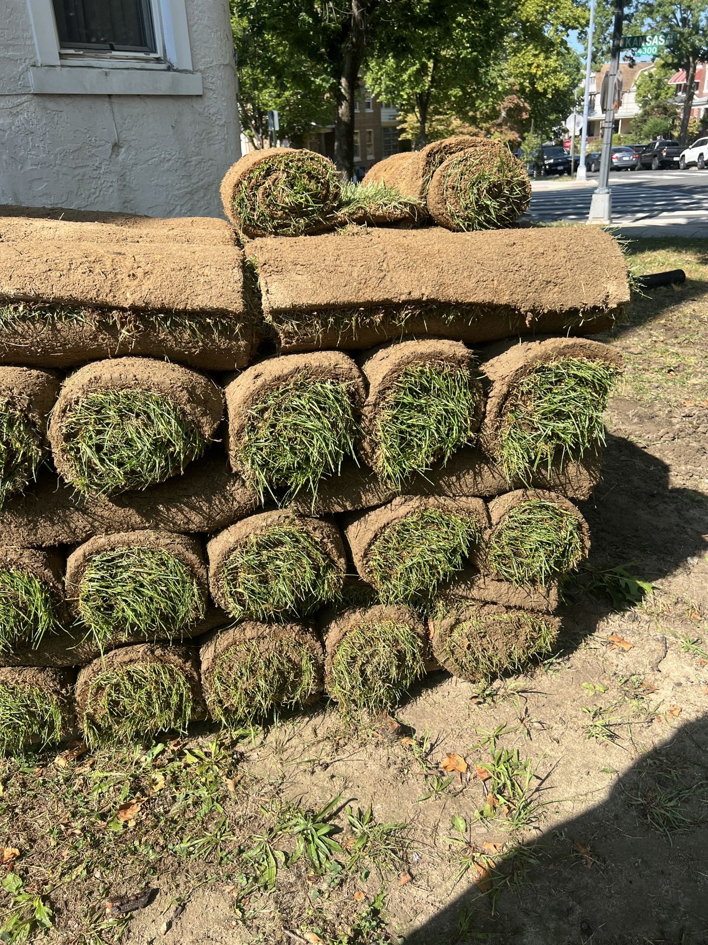 Tall Fescue