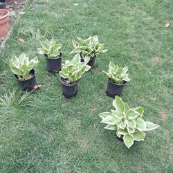 Hostas For Sell 9 Dollar Each 