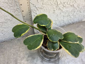 Variegated Hoya Kerrii Plant