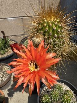 Cactus