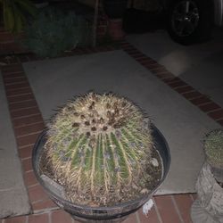 Barrel Cactus