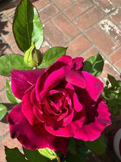 Purple Rose Plant