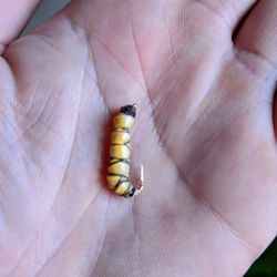 Hand Tied Meal/Wax Worm Mini