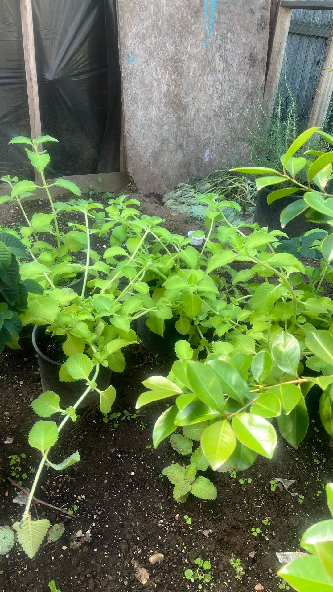 Oregano Orejon