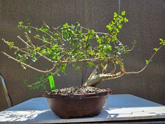Old Bursera Fagaroides ( Torchwood Copal ) Bonsai Tree