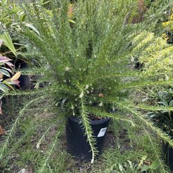 Grevillea ‘Canberra Gem’ ( Spider Plant) 5gal