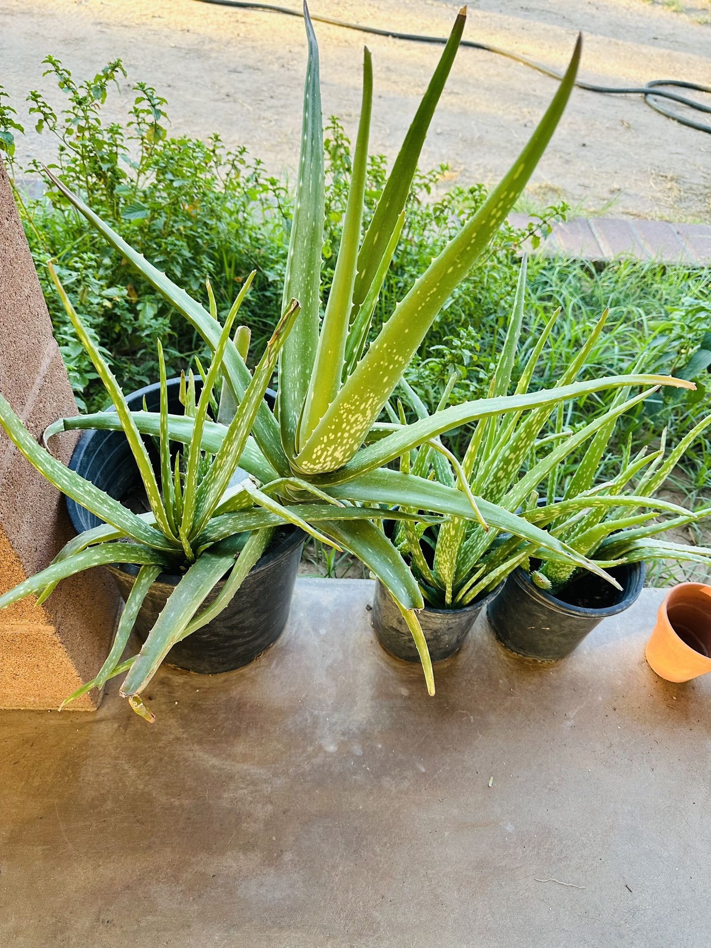 ALOE VERA PLANTS BIG PLANTS MEDICINAL SABILA LISTA PARA TRASPLANTAR 