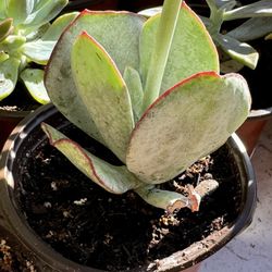 Succulents Plants 4”pot