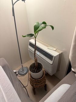 Tall Tropical Plant with Pot and Woven Stand
