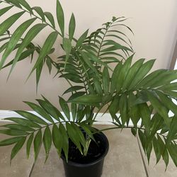 Live Pet Friendly Neanthe Bella Palm 🪴