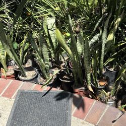 Snake Plants And 15 Gallon Banana Tree