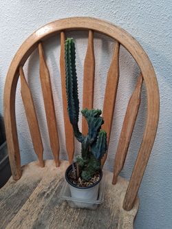 crested cactus 🌵