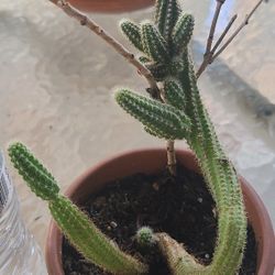 Mini Cactus Succulents 🌵plans 