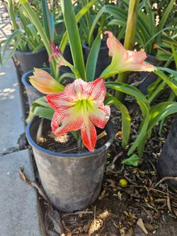 Plants