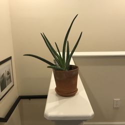 Aloe Vera Plant In Terracotta