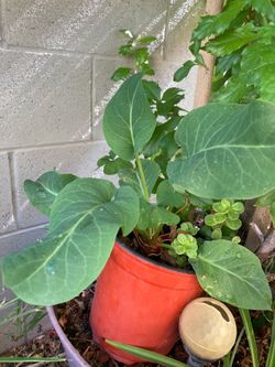 Yerba mansa