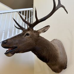 Elk Trophy Head