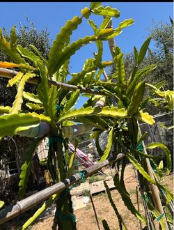 Mature Fruiting Dragon fruit plants in 15 gal
