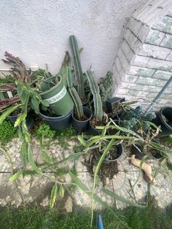 Dragon Fruit And Peruivan Cactus Plants