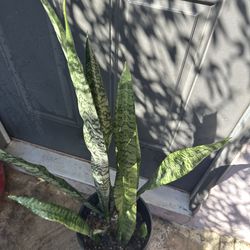 Snake plant