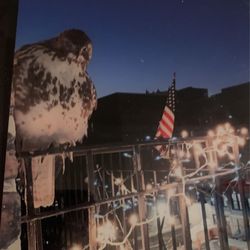 New!! Original Artwork !! Red Tailed Hawk On My Flushing Balcony 