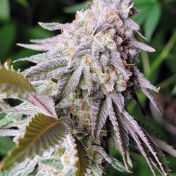 --THCa FLOWER ALL OF USA ------