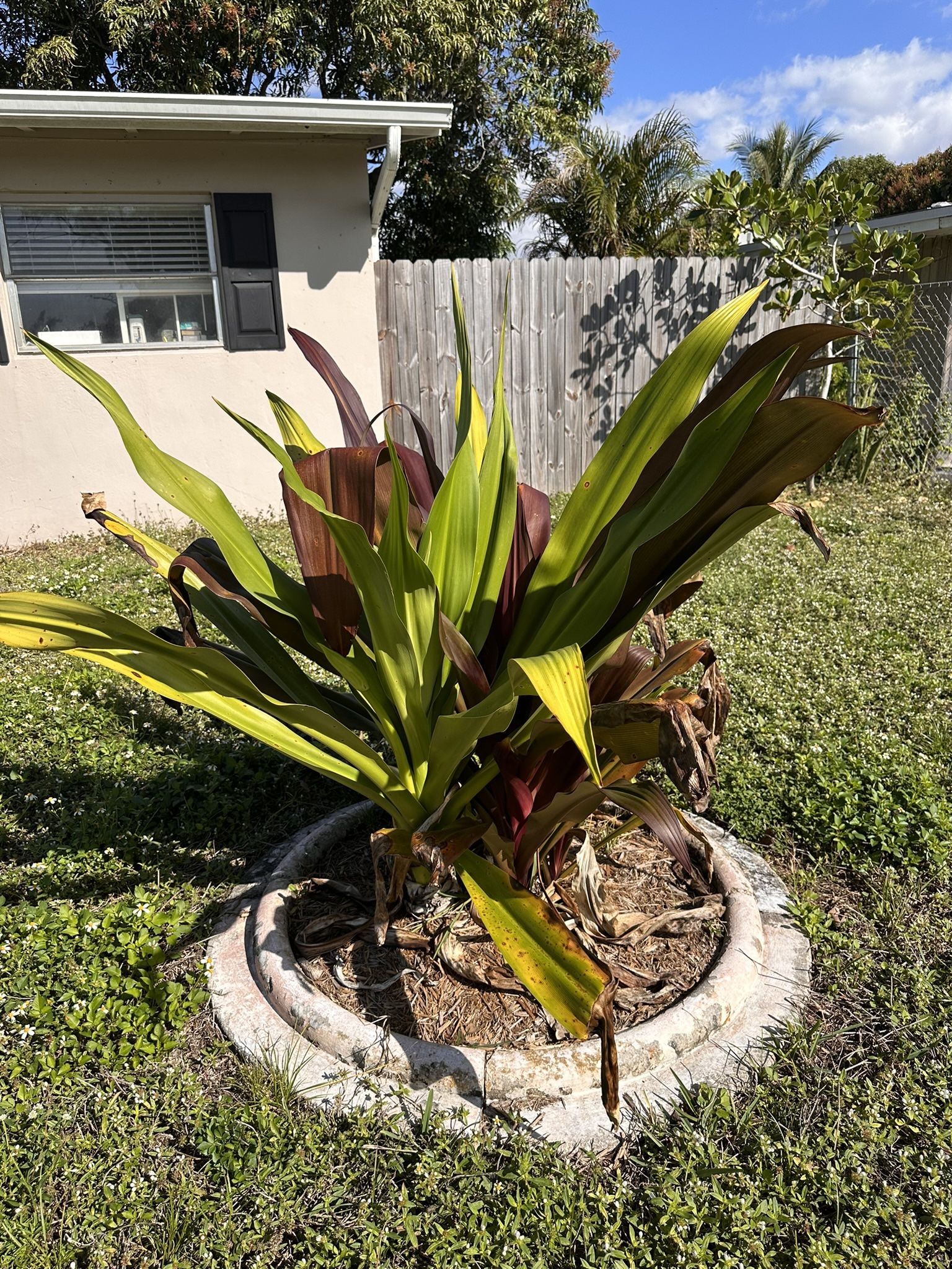 Plants