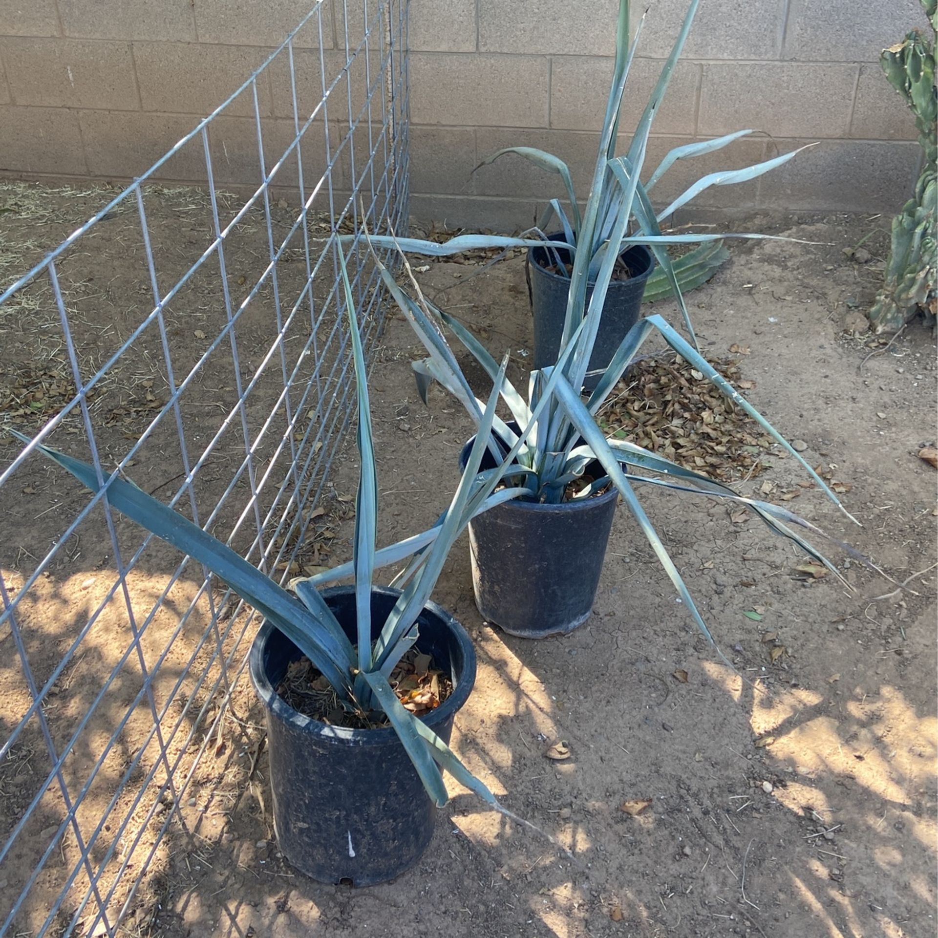 3 Agüeve Tequila 3.8g Each . Fully Rooted
