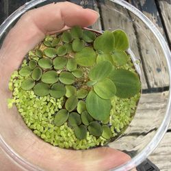Floating Plants for fish tanks and ponds