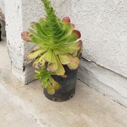 Suculenta 