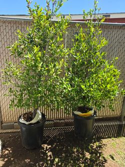 Two Large Potted Green Shrub Trees