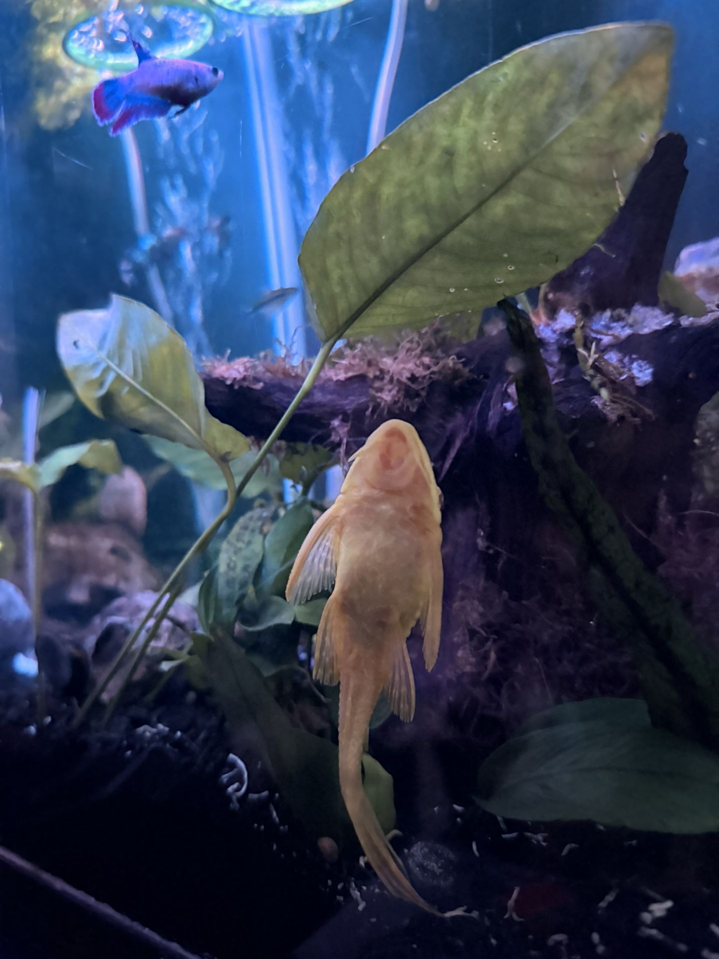 Free Pleco Fish 