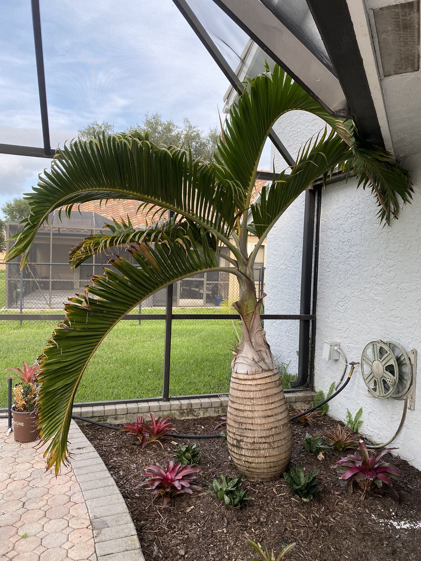 Bottle Palm Tree,All Products : American Fashion Style Bags On Sale