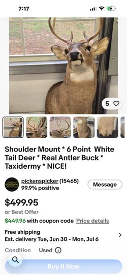 Shoulder Mount * 6 Point  White Tail Deer * Real Antler Buck * Taxidermy * NICE!