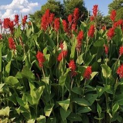 Red Canna In Terracotta Pot