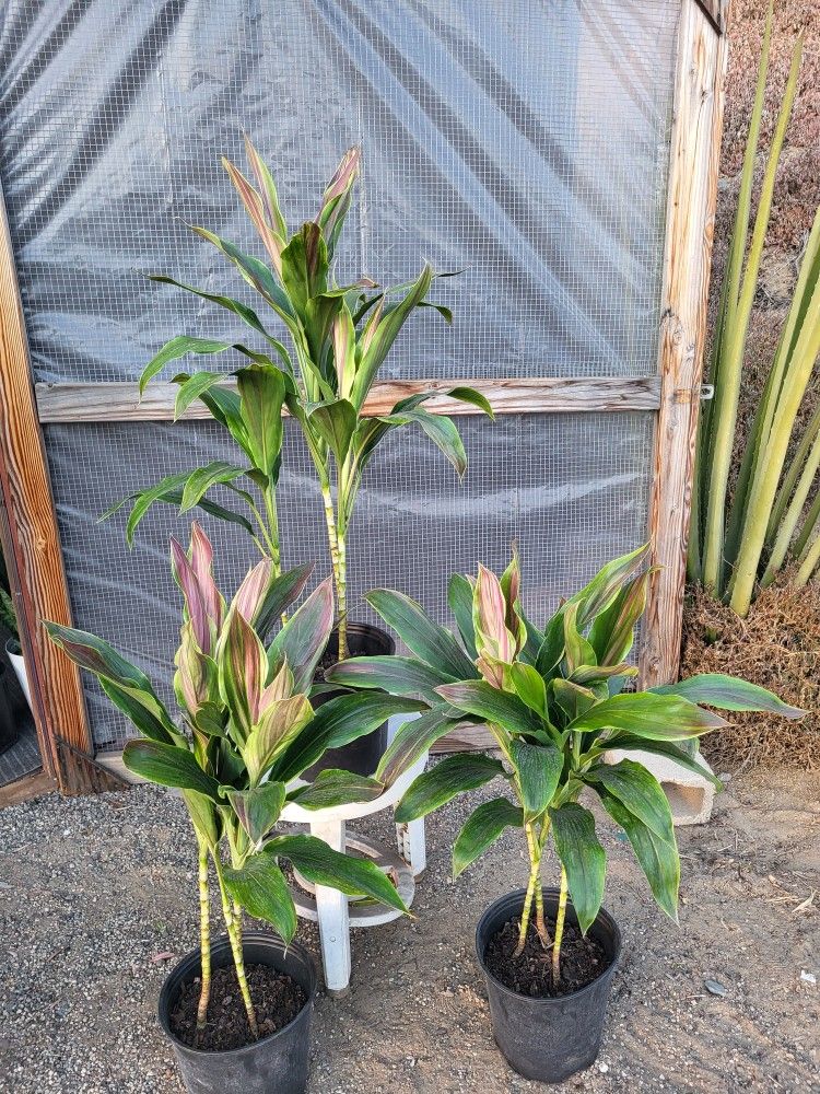 Cordyline Plants 10" Pot $12 Each