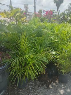 Areca Palm Sale! From $8