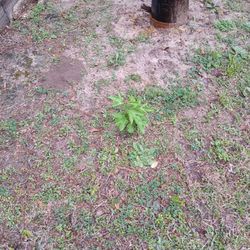 Passion Fruit Plants