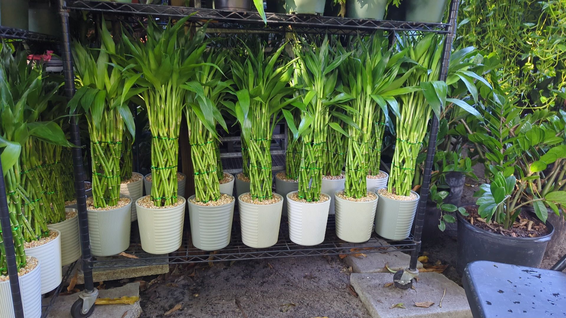 Lucky Bamboo In Ceramic Pot. SPECIAL PRICE 🤩