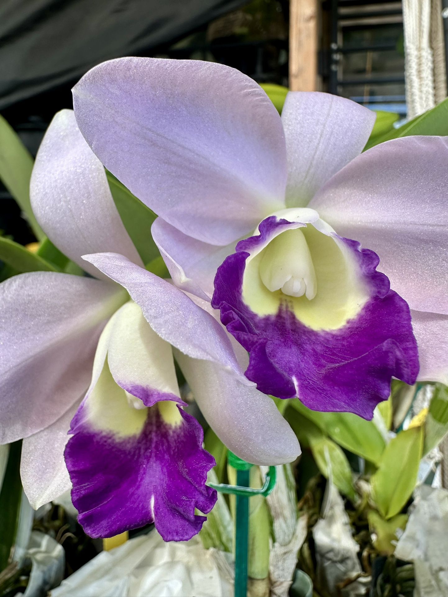Cattleya Orchid ( Fragrant Orchids)