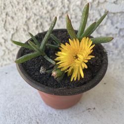 3 Inch Pot Succulent Plant - Lampranthus Multiradiatus Yellow - Creeping Redflush - Rooted & Established - Drought Resistant - 🪴Blooms Yellow Flowers