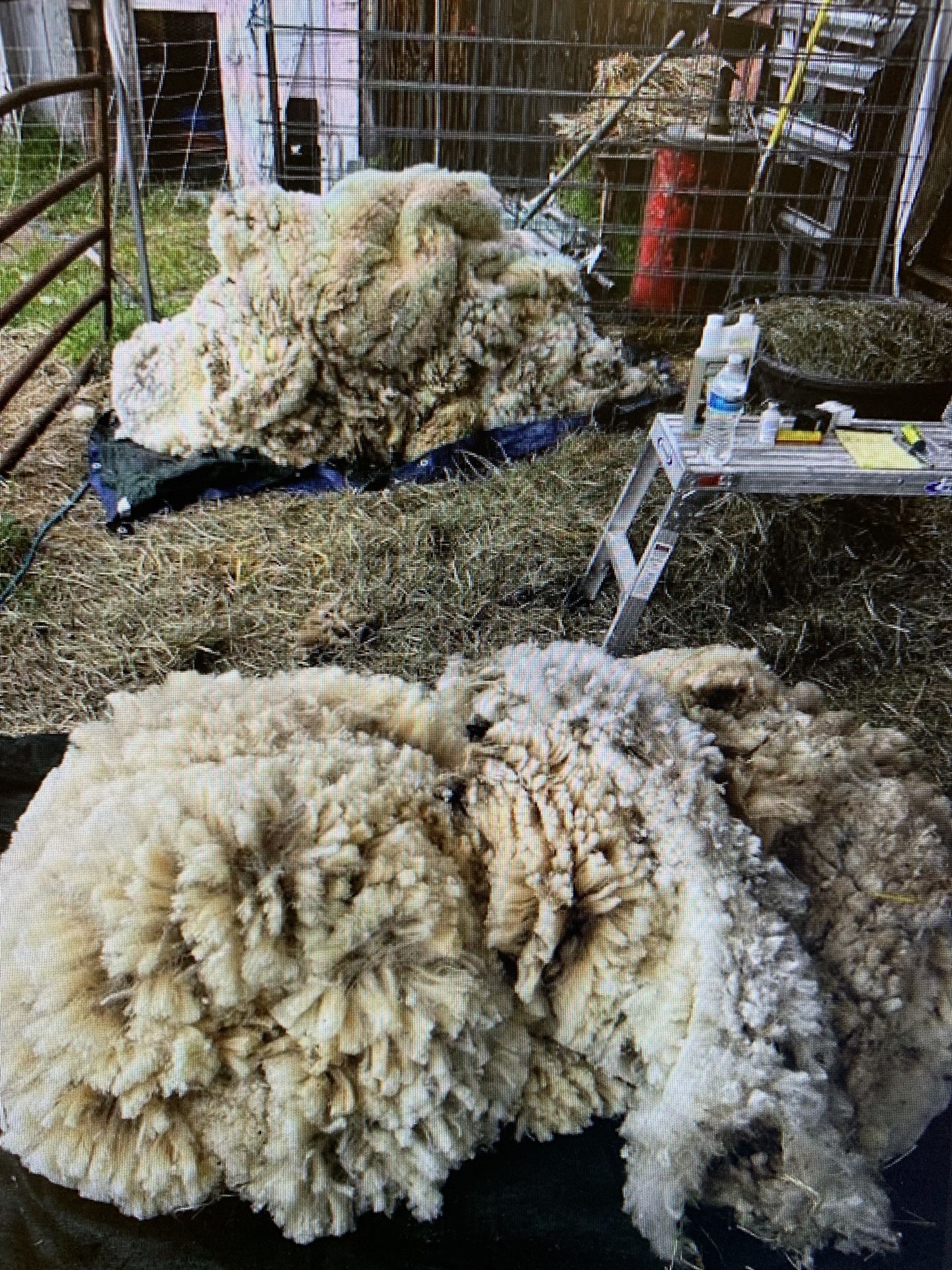 Fleece - Targhee Sheep